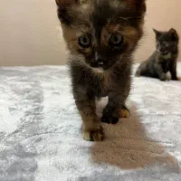 واگذاری ۳عدد بچه گربه DSH