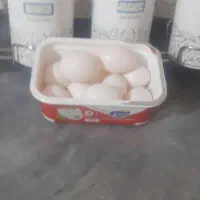 تخم‌کفترتازه