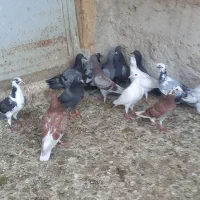کبوتر پلاکی