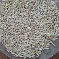 انواع خوراک دام