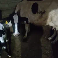 یک راس گاو ماده همراه با بچه اش