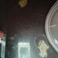 حلزون حیوانات خانگی