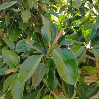 درختچه گل فیکوس