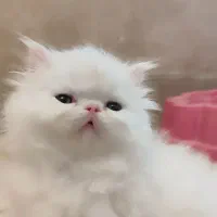 بچه گربه