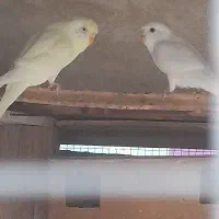 مرغ عشق