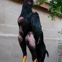 جوجه اوشامو