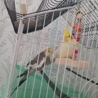عروس هلندی نر و ماده