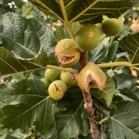 انجیر ارگانیک استهبان