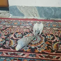 مرغ عشق|پرنده|اسفراین, |دیوار