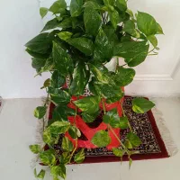 گل و گیاه طبیعی باکیفیت سانسوریاوزامفولیاوپتوس
