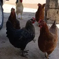 مرغ تخم کن