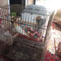 یک جفت عروس هلندی تخم گزار