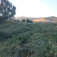 یونجه|گل و گیاه طبیعی|خواجه, |دیوار
