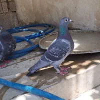 پلاکی مسافتی