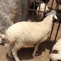 سلام دو عدد بره نر سالم وسرحال به فروش میرسد