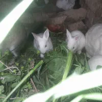 خرگوش بزرگ و کوچک