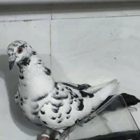 ماده