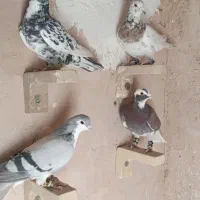 کفتر پرشی بوم