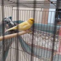 قناری نر وماده درجه یک