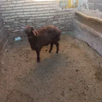 بره نر