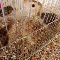 جوجه  مرغ وخروس بلژیکی