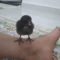 جوجه مرغ