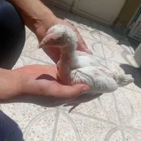 جوجه لاری