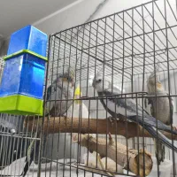 عروس هلندی جفتی