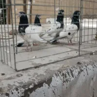تهدادی کبوتر پرشتی اصیل شهرستانی گرما پر
