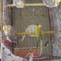 عروس‌هلندی و مرغ عشق