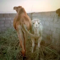 شترزاییده وهاشی رنگ سفید نر