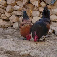 خروس محلی