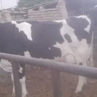 فروش یک راس ماده گاو با گوساله