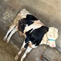 چهار راس گوساله نرسیمینتال آنتیک داشتی