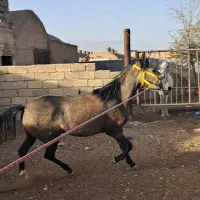 اسب مادیان