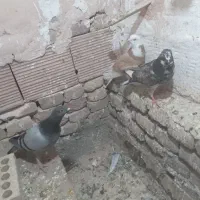 کفتر جونه نر