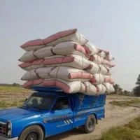 کاه گندم سفید درجه یک ماهان
