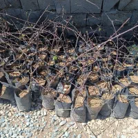 فروش نهال گلدانی