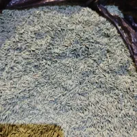 بذر تخم چمن هلندی