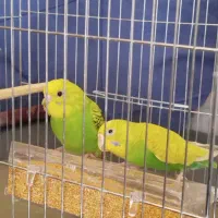 یک جفت مرغ عشق مولد