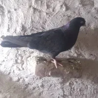 کبوتر