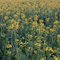 راننده پایه یک هستم ویژه جرثقیل هم دارم،جویای کارم