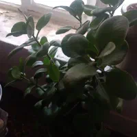 گل طبیعی|گل و گیاه طبیعی|صحنه, |دیوار