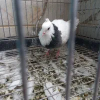 کفتر|پرنده|میبد, |دیوار