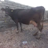 (گوساله یا گاو آبستن نژاد سویسی۲۴عیارشیری گاوداری)