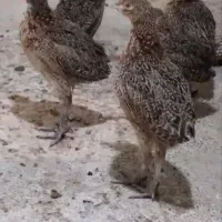 مرغ وخروس امریکایی