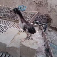 جوجه لاری فروشی