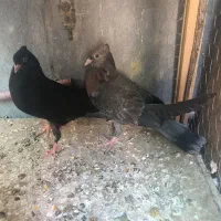 کفتر کبوتر زاغ آبادان اصل