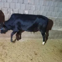 گوساله نر
