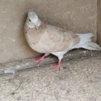 کفتر